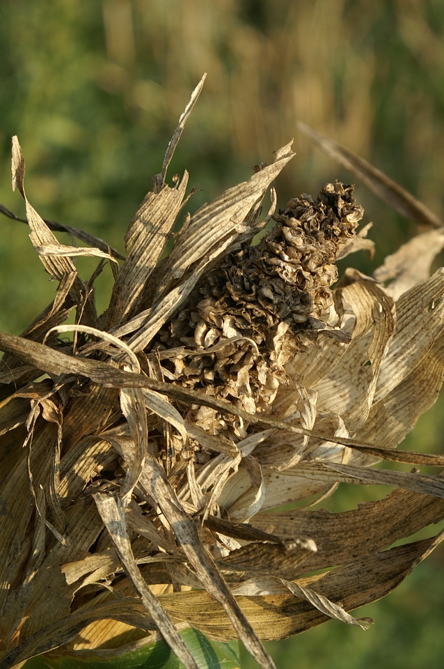 Dry lazy corn on the cob