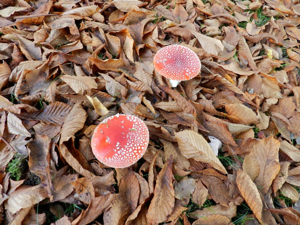 Red white dots autumn fly agaric