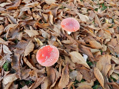 Red white dots autumn fly agaric photo