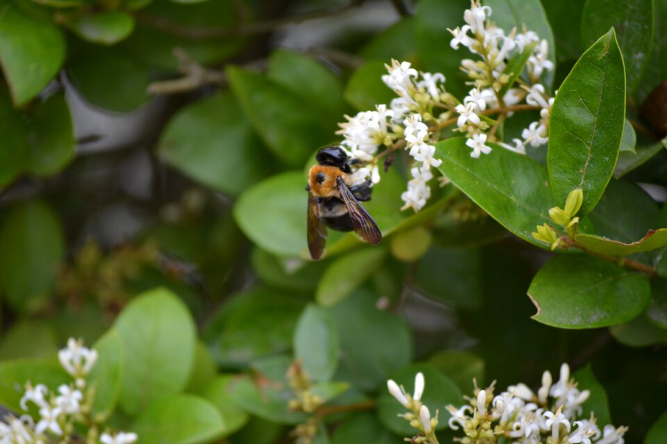 Insect nature honey