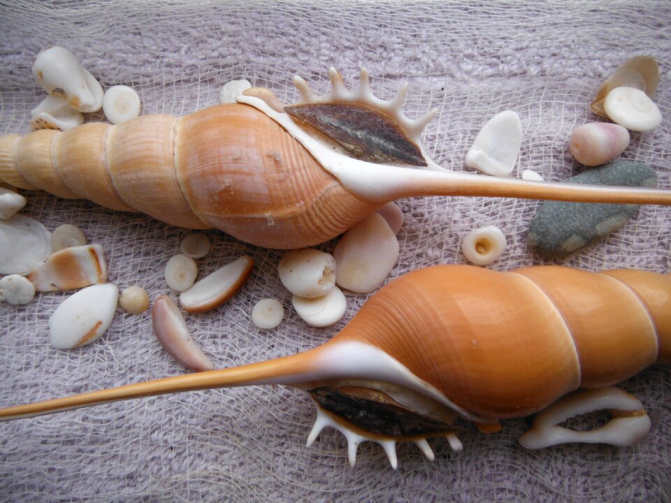 Nature shell elegance