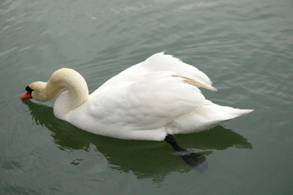Bird water bird white