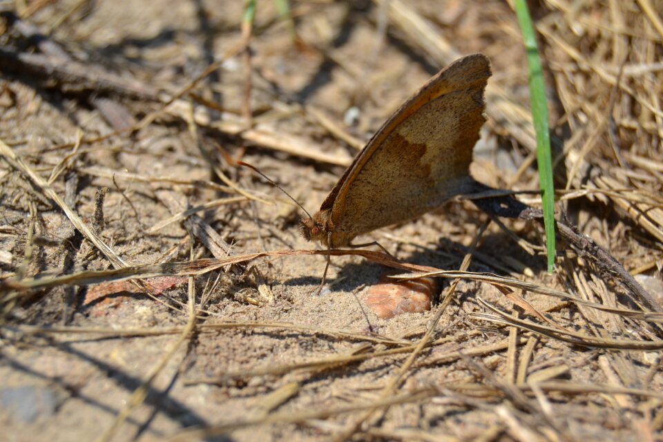 Worm butterfly macro