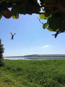 Hummingbird flying blue sky photo