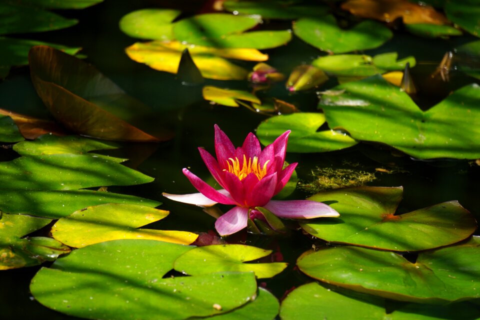 Water lily pond nature