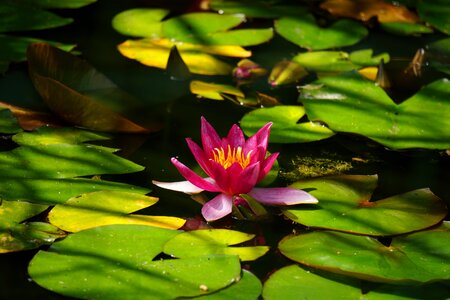 Water lily pond nature photo