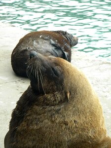 Seal bold loiter