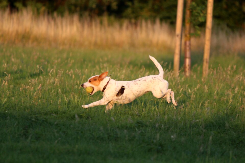 Movement meadow romp