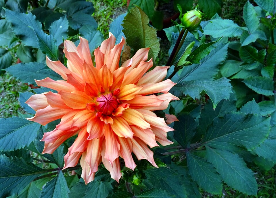 Plant garden bloom