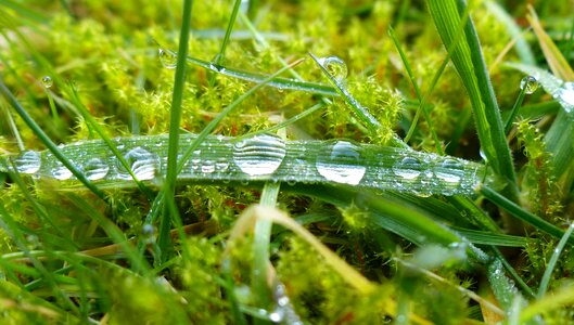 Grass drip drops of morning dew photo