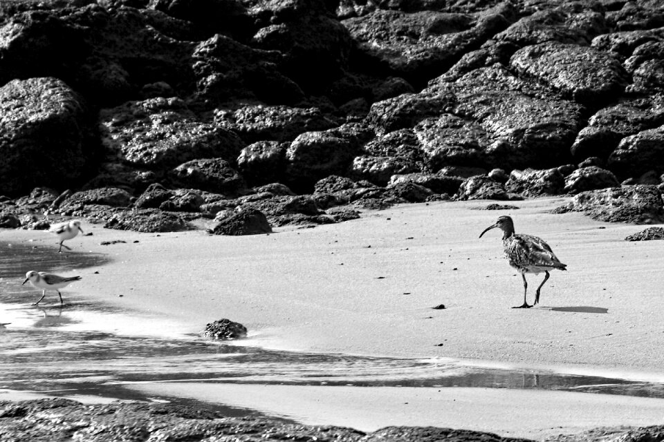 Bird beach holidays