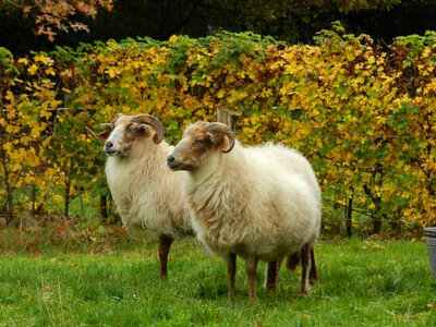 Sheep heather s drenthe heath sheep