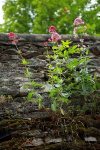 Flowers nature wall