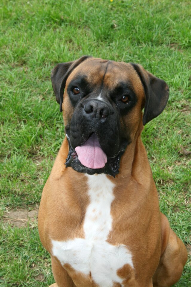 Pet animal canine