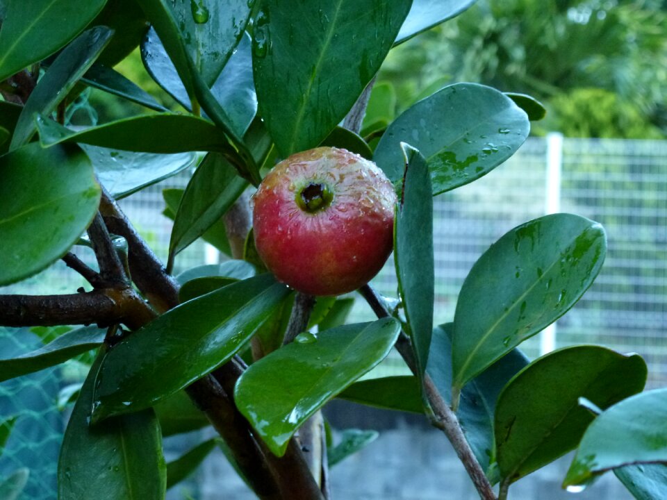 Guava red fruit tropical fruit