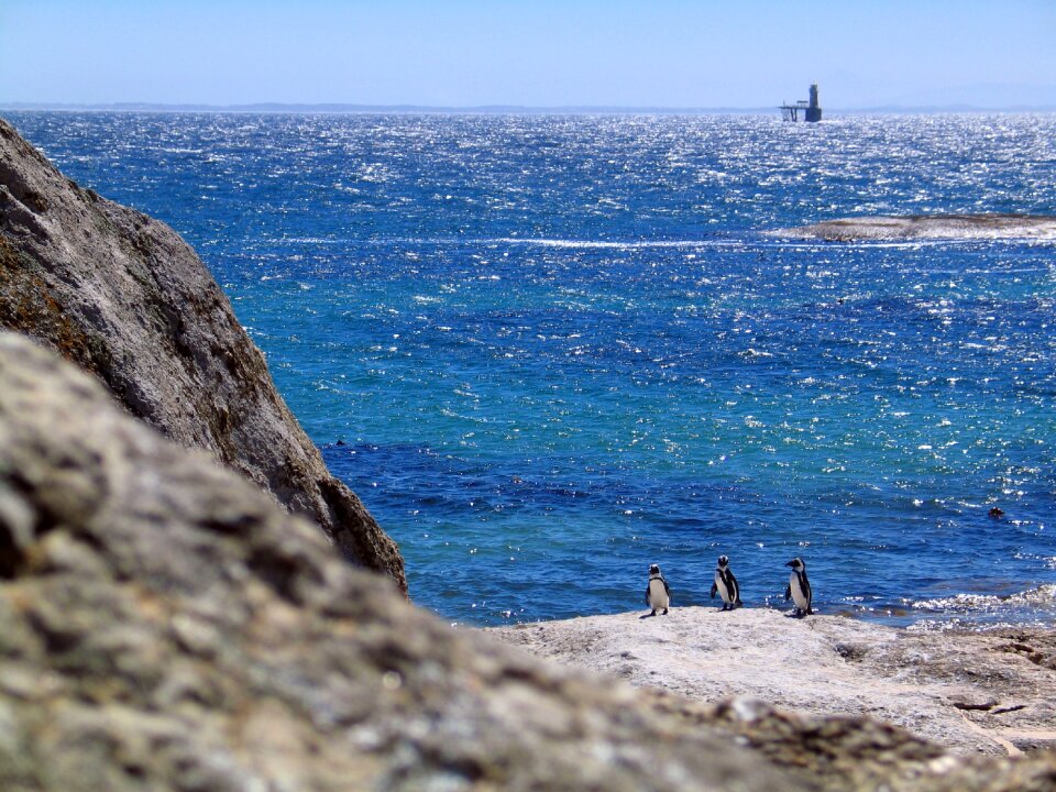Marine bird ocean penguins