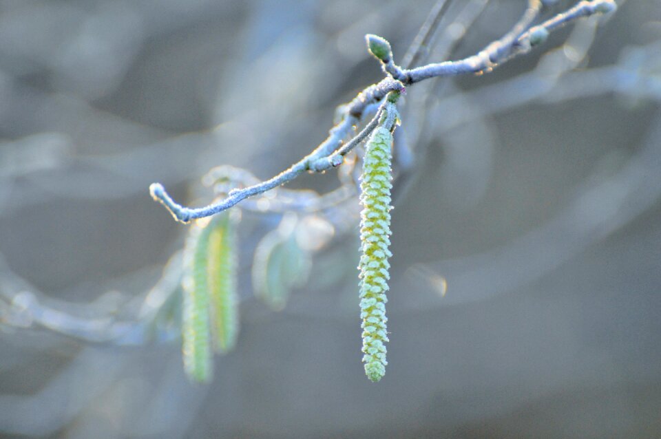 Plants branch winter