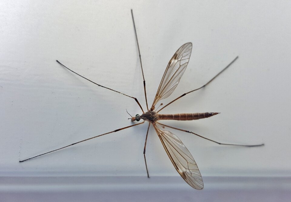 Macro arthropod tipulidae