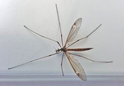 Macro arthropod tipulidae