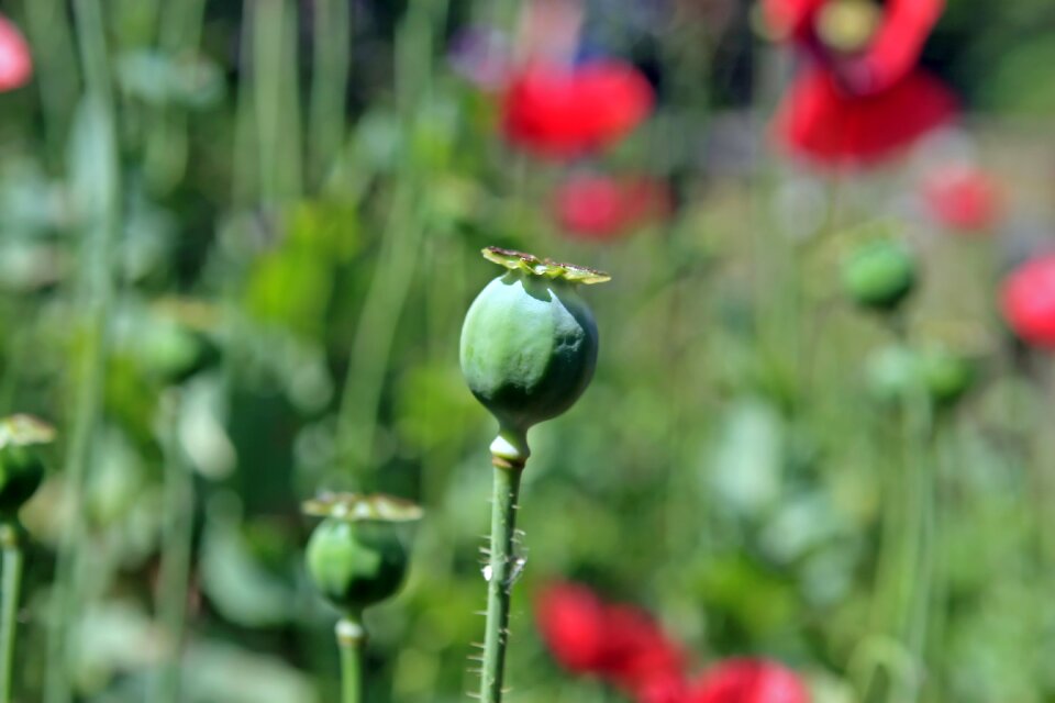 Cultivate cultivation dope