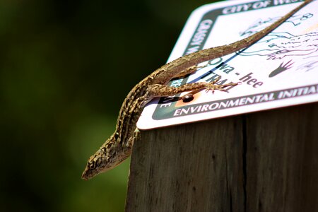 Wild lizard