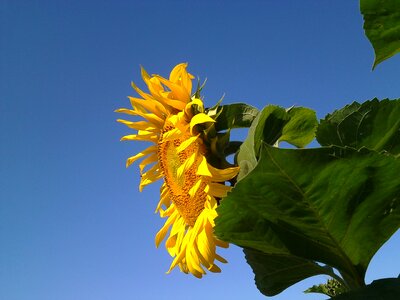 Bright flower dacha