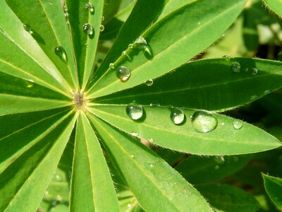 Green the freshness joy