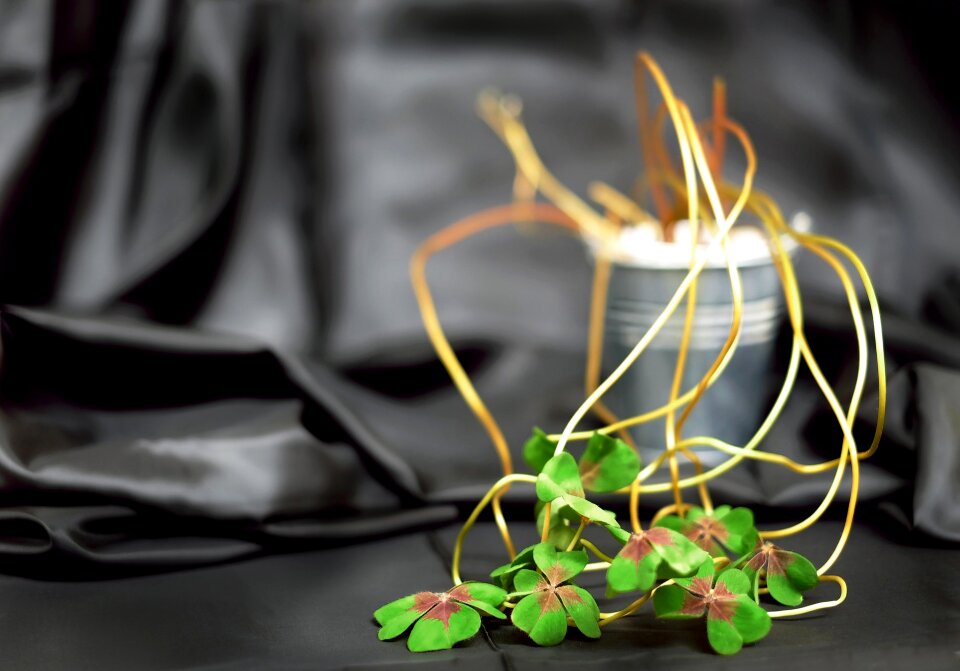 Lucky clover vierblättrig plant