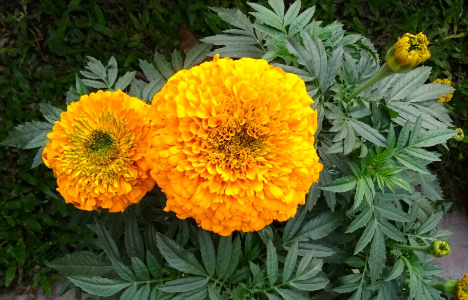 Genda jhenduphool gondephool