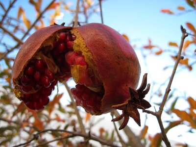 Sweet love apple ripe