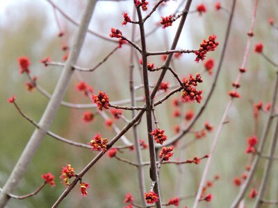 Bloom tree