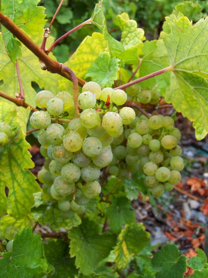 Winegrowing vine nature