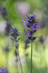 Violet inflorescence ornamental plant photo