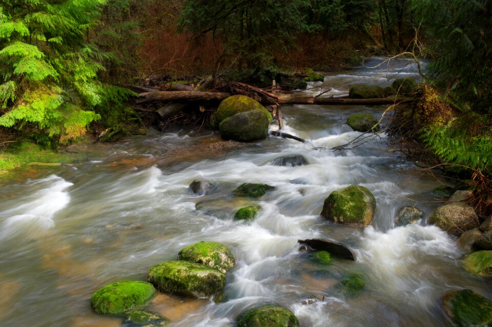 Forest outdoors park