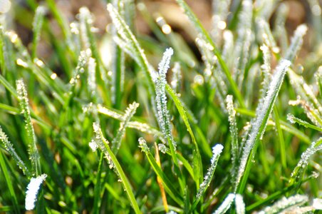 Plants winter jelly