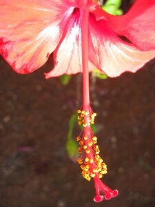 Red close up mediterranean photo