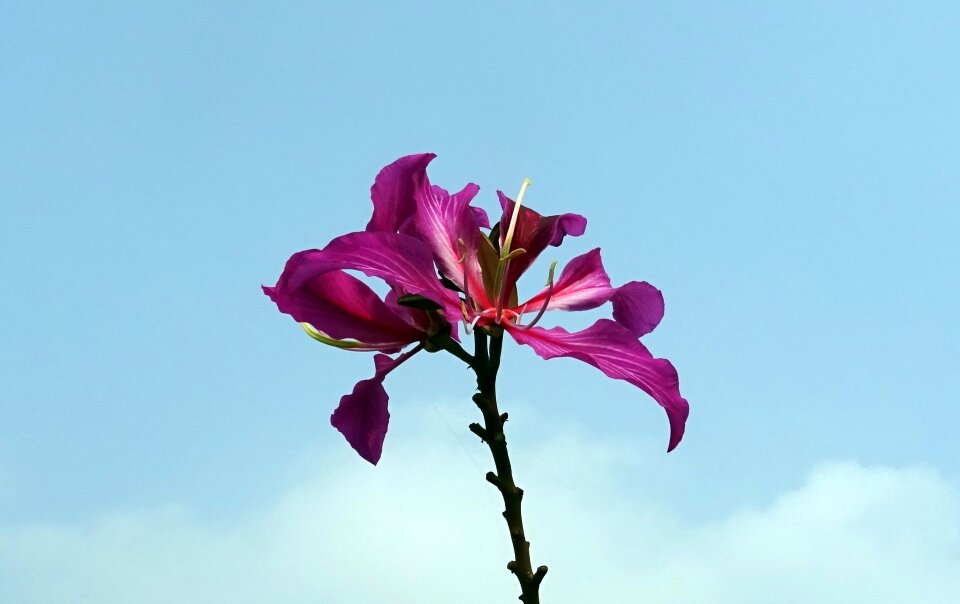Flora kolkata india