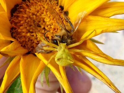 Insects arachnid flower