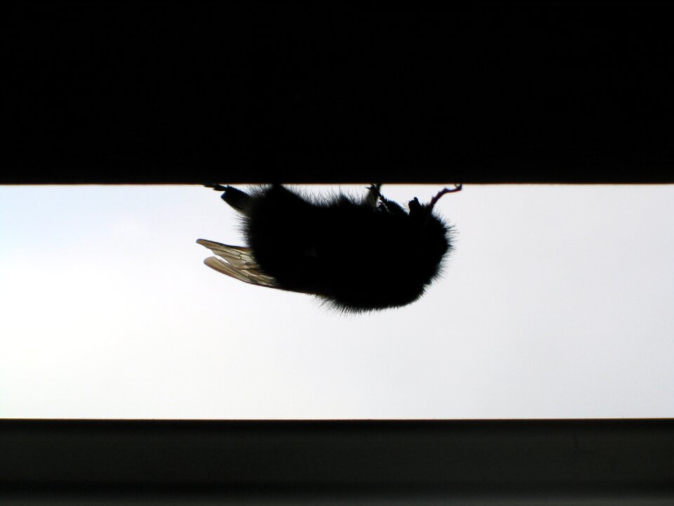 Annoyance bee beehive