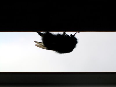 Annoyance bee beehive