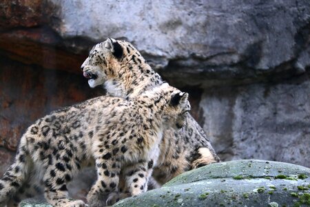 Big cat mammal hunter