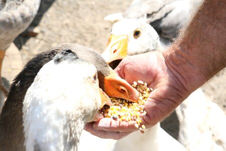 Chicken clean cute