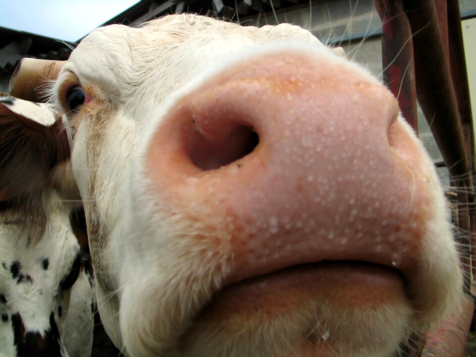 Black bovine british