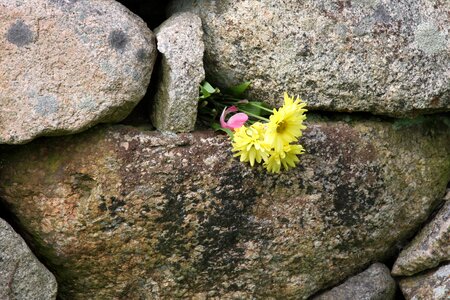 Life wall flower