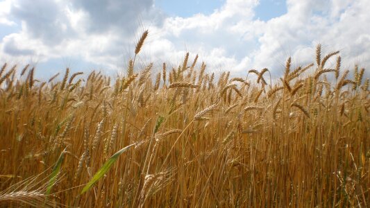 The production of grain wheat summer