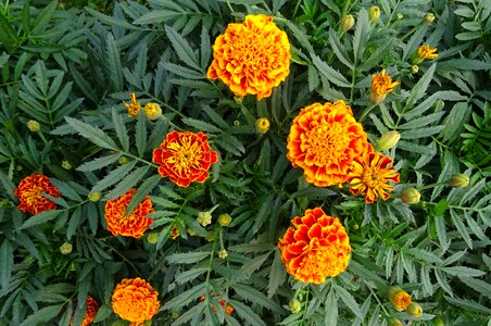 Plant garden bloom