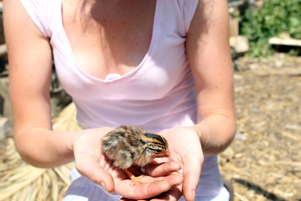 Black breast chick