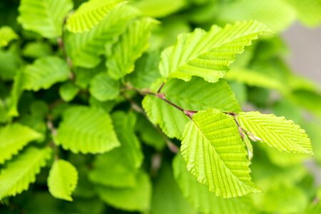 Hazelnut leaf green bloom