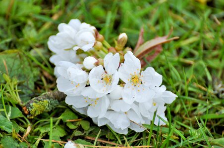 Cherry blossom nature spring