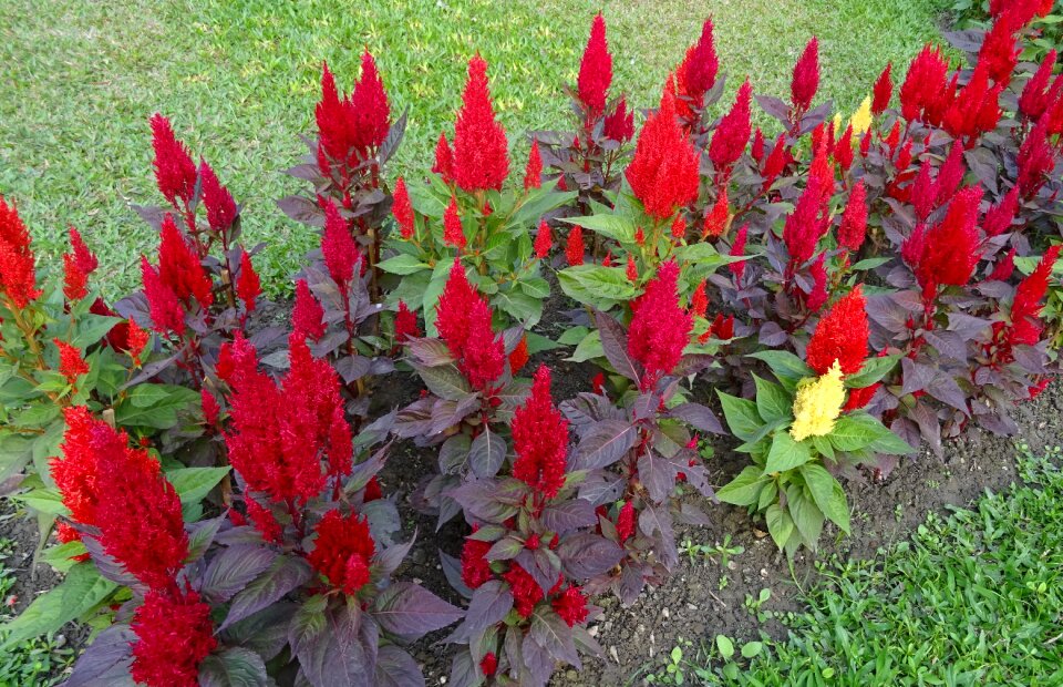 Flora ornamental gardening